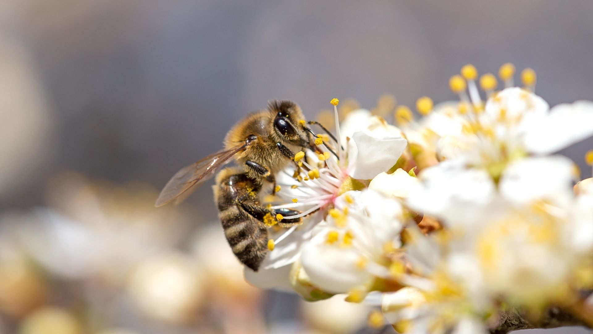 ТМ Апіпродукт: українська компанія, яка створює понад 25 років натуральні препарати з продуктів бджільництва