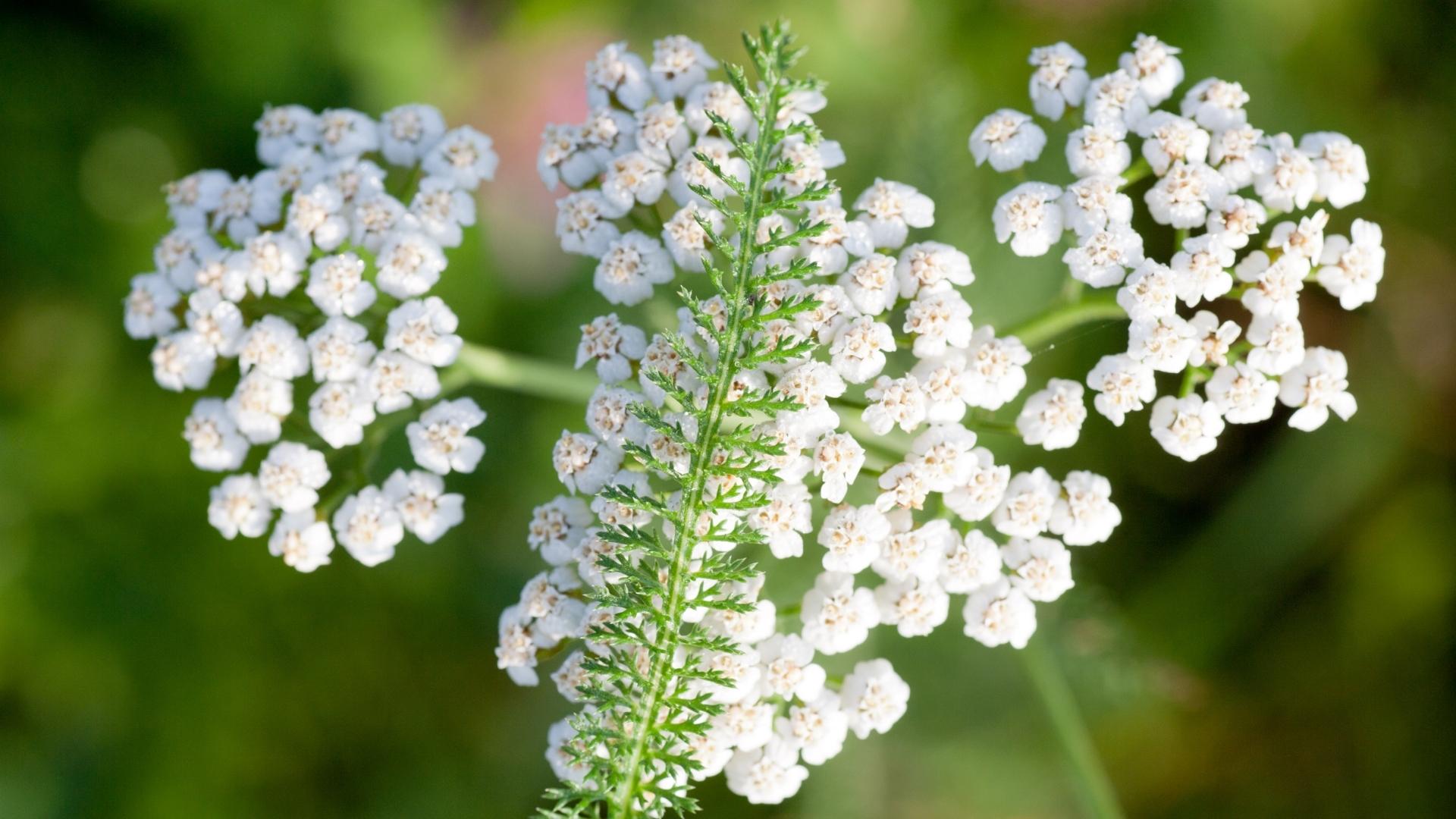 Деревій звичайний (білоголовник, тисячолистник ) Achillea millefolium