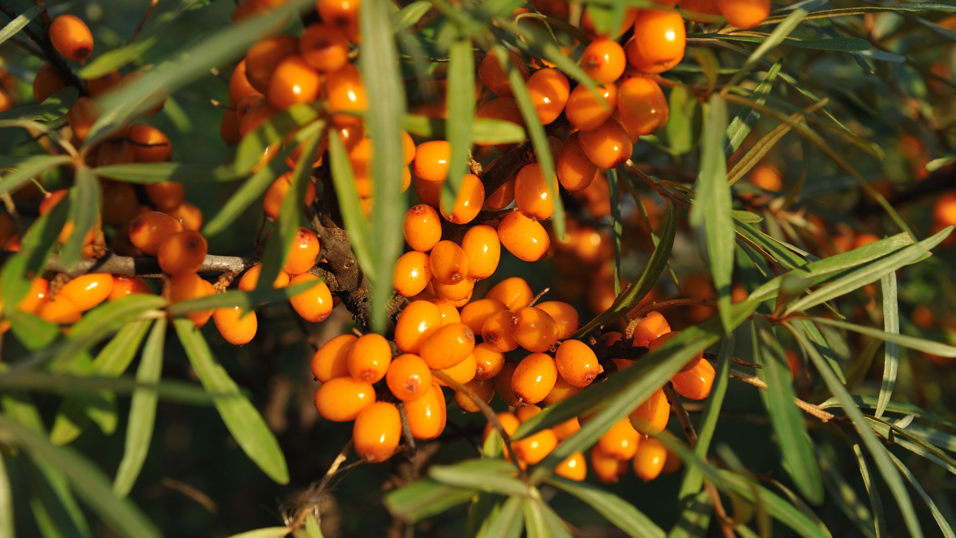 Обліпиха крушиновидна: природна сила ягід і олії у фітотерапії