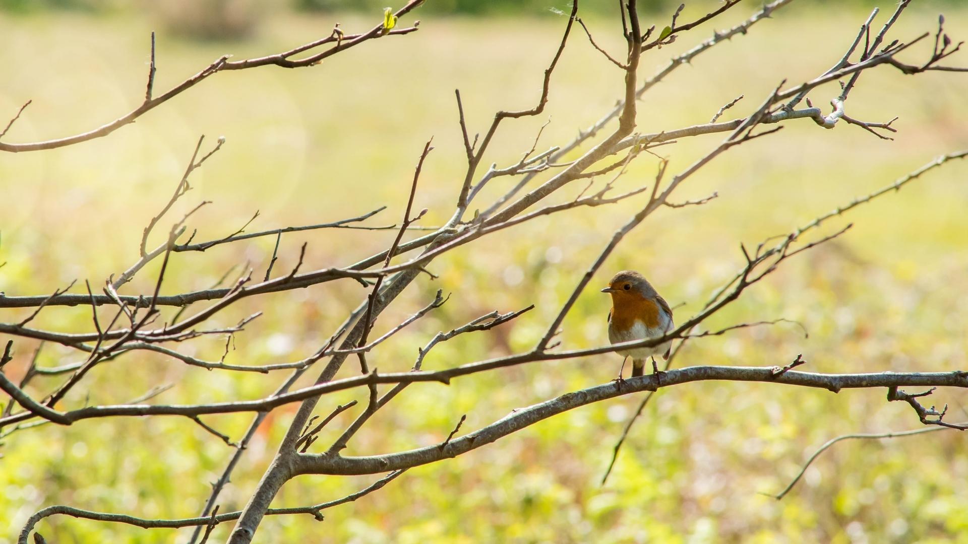 Доброго ранку, Весна!