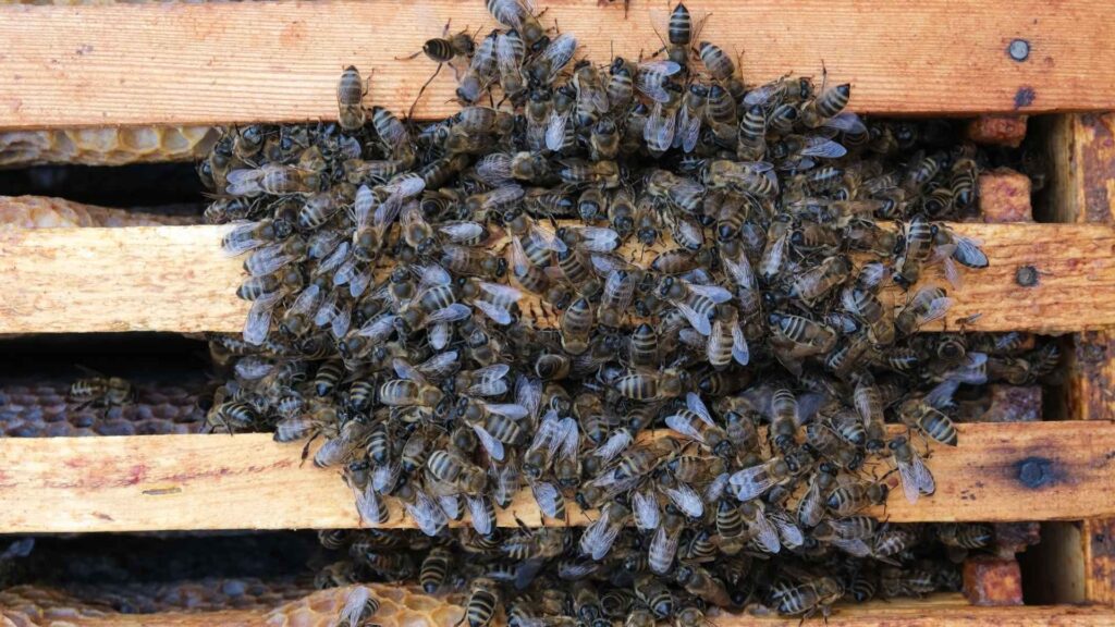 Бджоли зібралися у зимовий клуб 