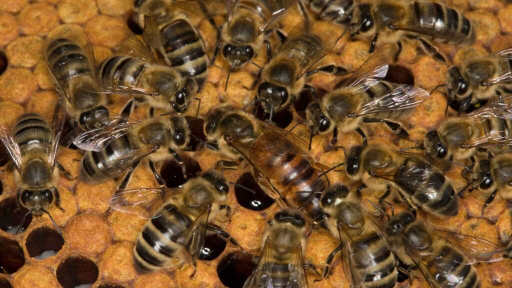 Рамка з розплодом, робочими бджолами та маткою під час весняного огляду бджолиної сім’ї