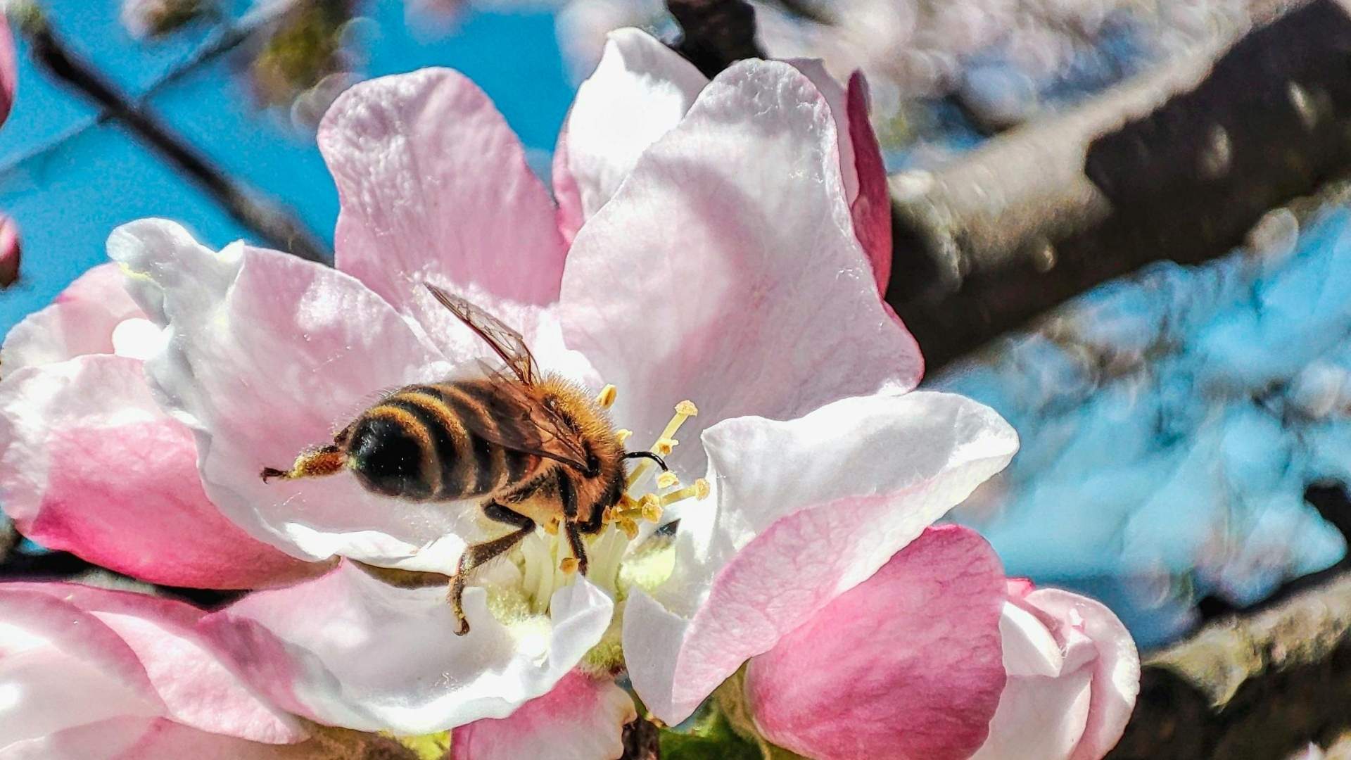 Обробка саду під час цвітіння: чому це небезпечно для бджіл і врожаю?