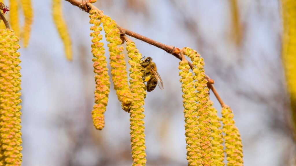 Бджола збирає пилок на квітучій ліщині навесні