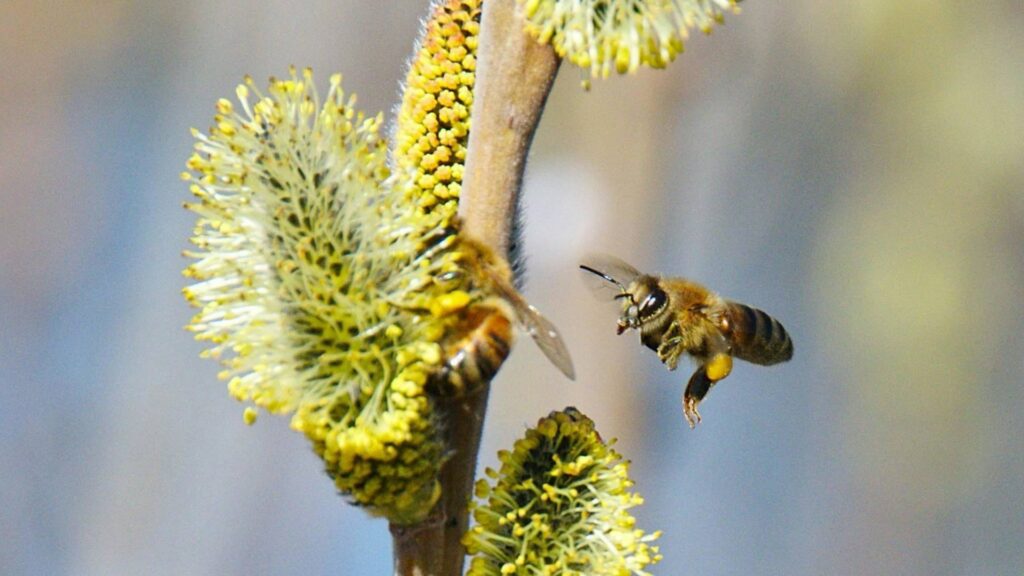 Бджоли збирають нектар на квітучій вербі навесні