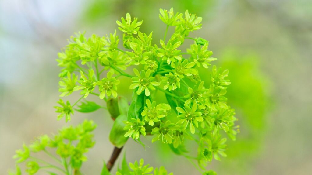 Квіти клену навесні