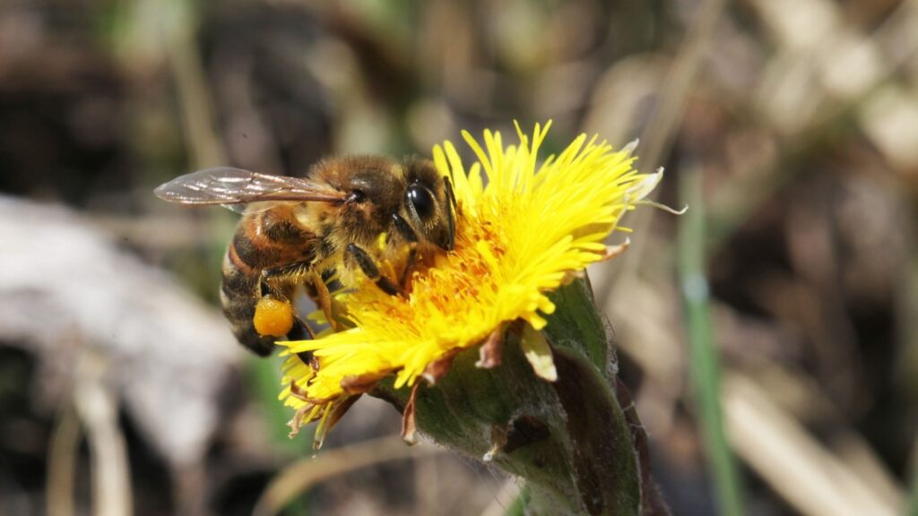 Бджола збирає пилок на квітці мати-й-мачуха навесні