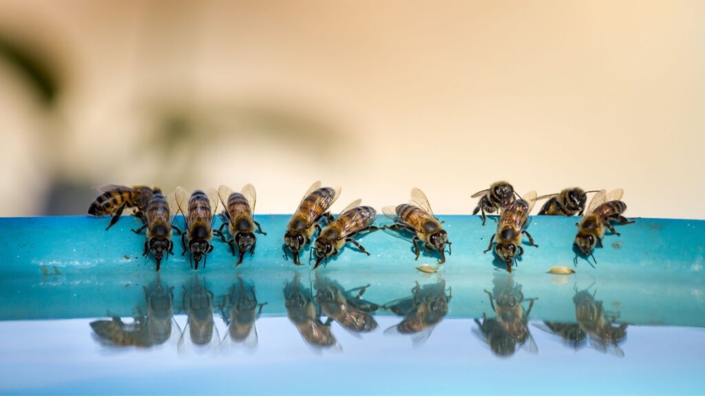 Бджоли п’ють воду з поїлки на пасіці навесні
