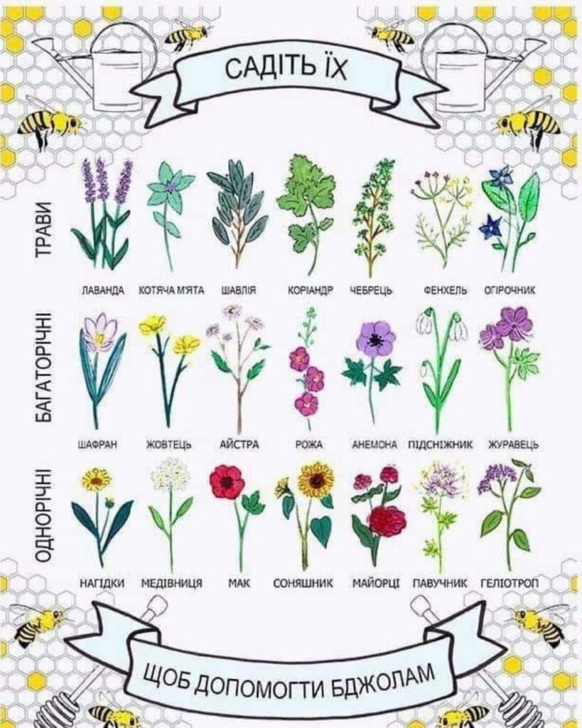 Трави, однорічні  та багаторічні рослини які варто посадити на присадибній ділянці, на пасіці щоб допомогти бджолам