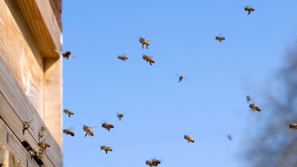 Бджоли літають біля вулика після зимівлі під час весняного обльоту