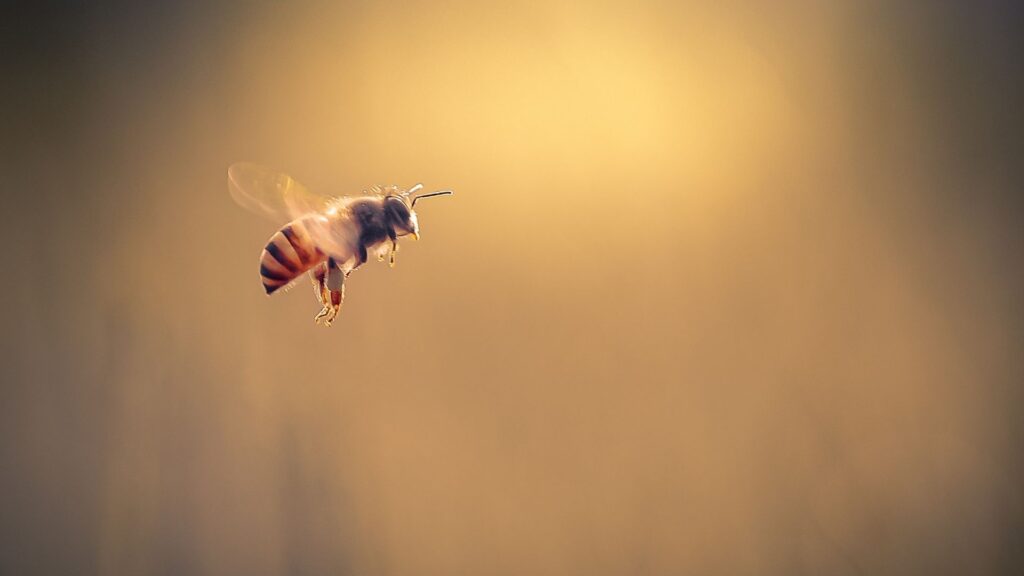 Бджола вилітає на весняний обліт