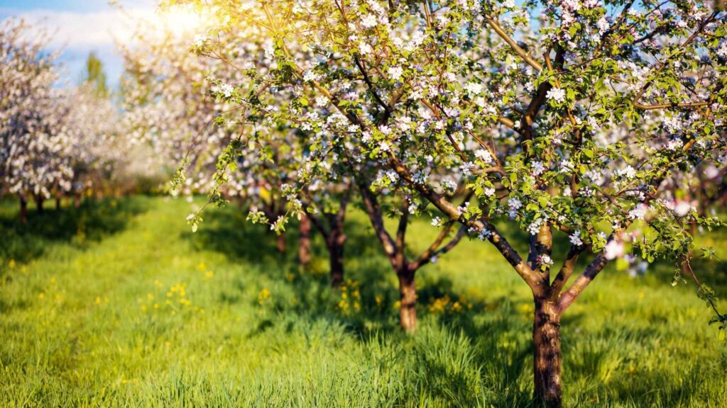 квітучий плодовий сад навесні