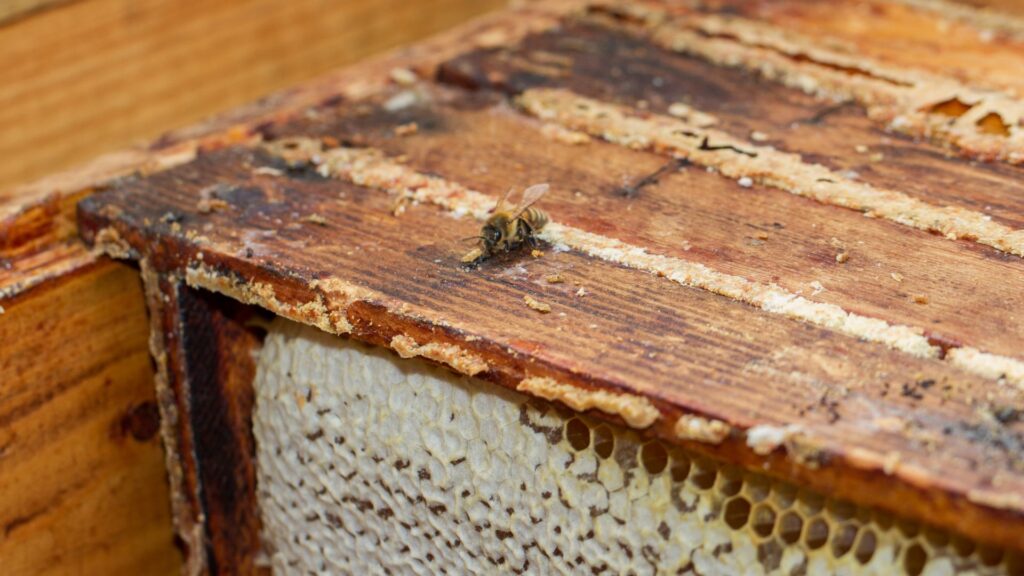 Бджола сидить на рамках із медом у вулику під час перевірки запасів корму навесні