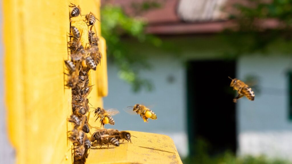 Бджоли з обніжжям біля вулика