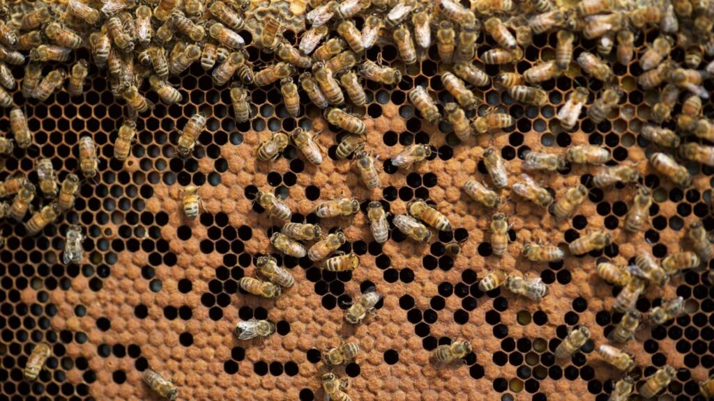 Робочі бджоли на рамці з розплодом