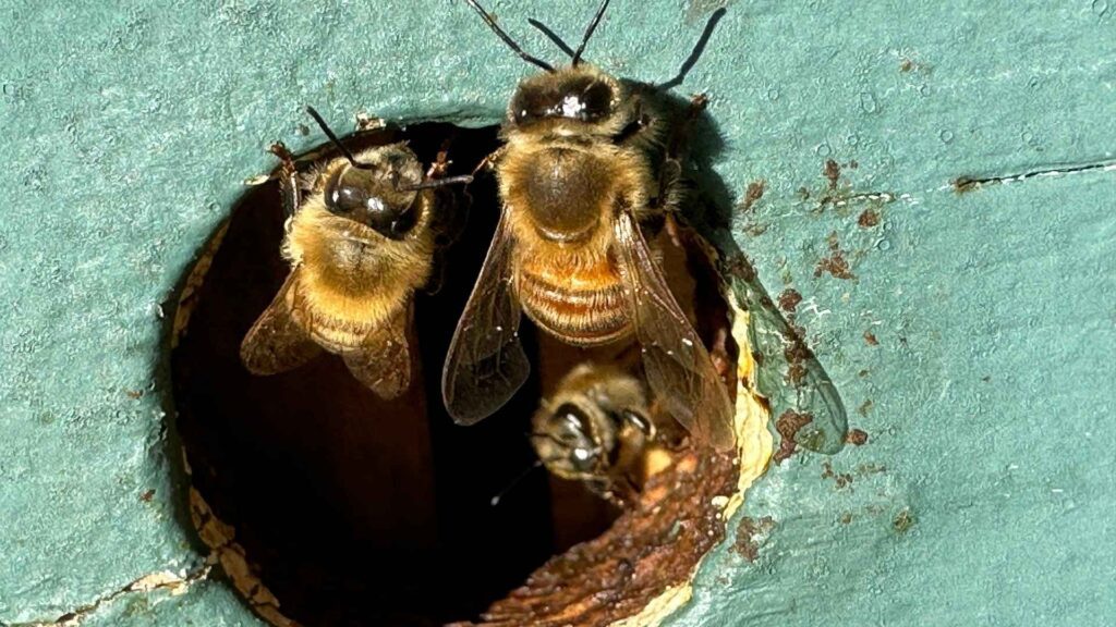 Бджоли біля льотка охороняють вхід до вулика