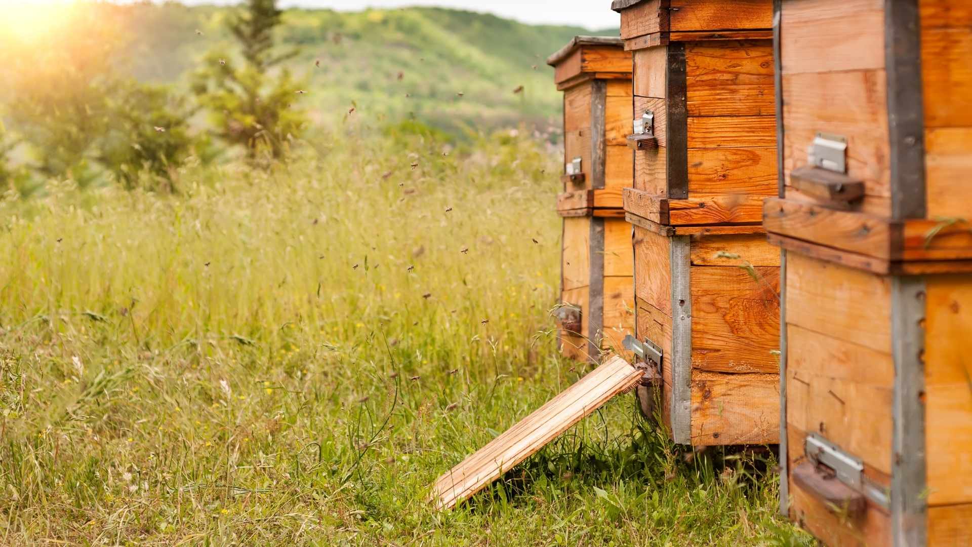 Як живе бджолина сім’я: хто за що відповідає у вулику?