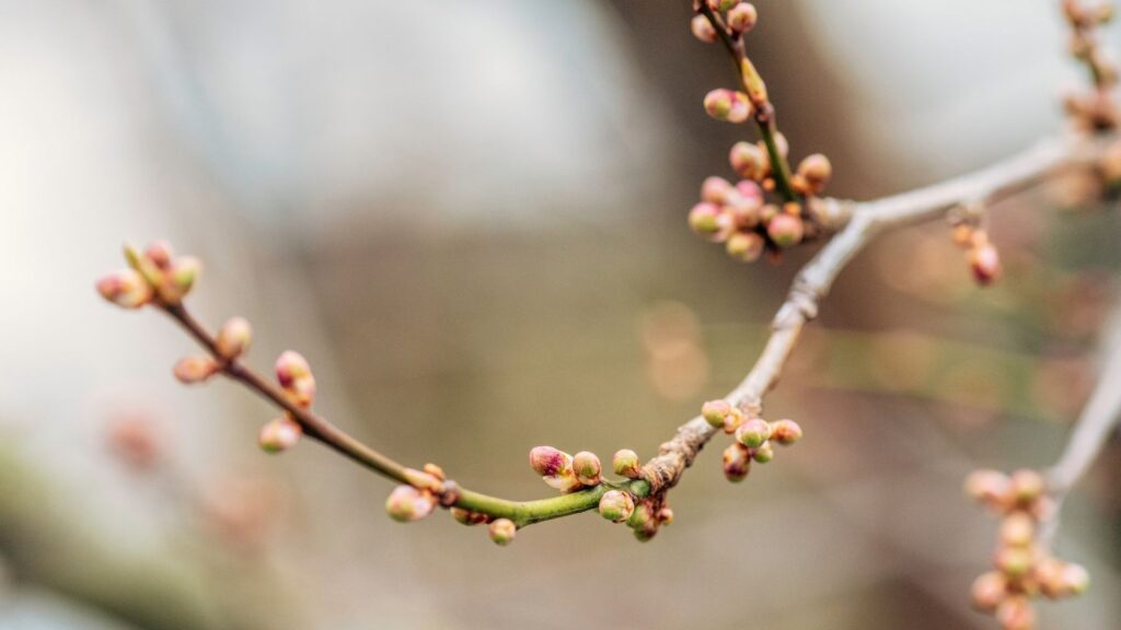 гілка плодового дерева у фазі бруньок навесні