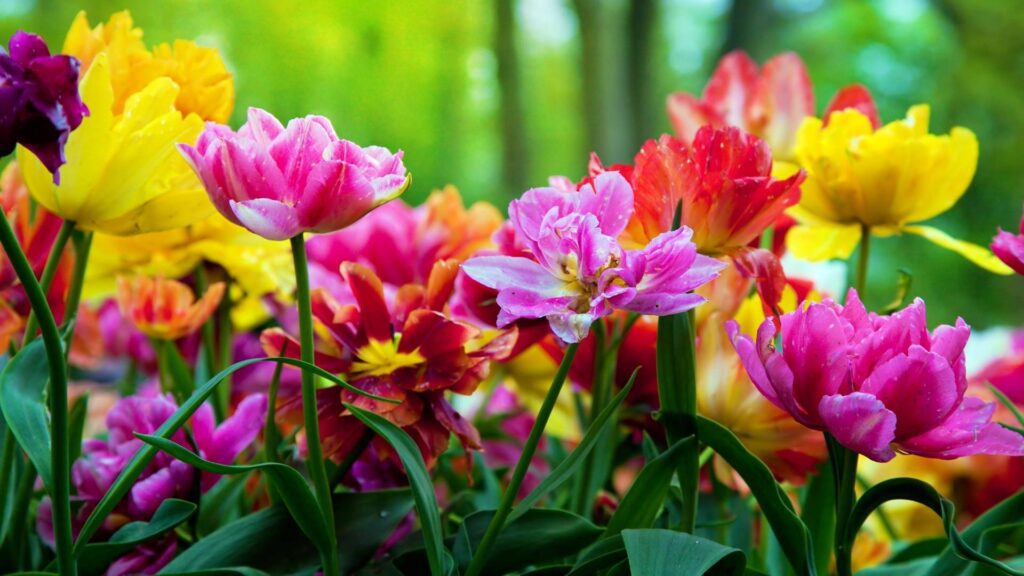 квіткові дні у біодинамічному календарі — цвітіння квітів 