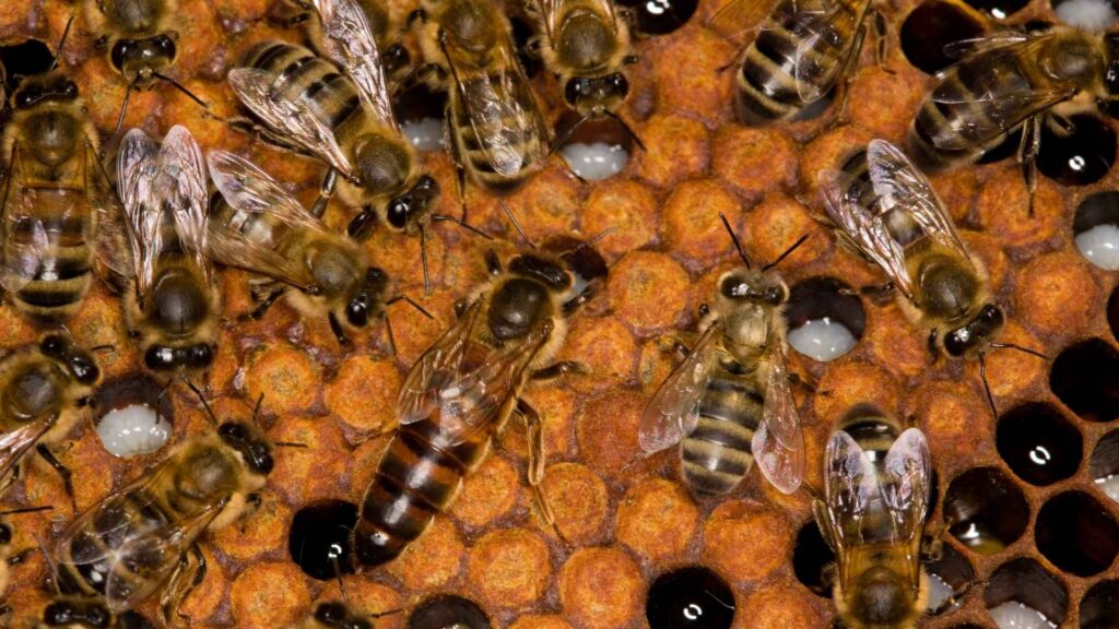 Матка серед робочих бджіл на стільнику