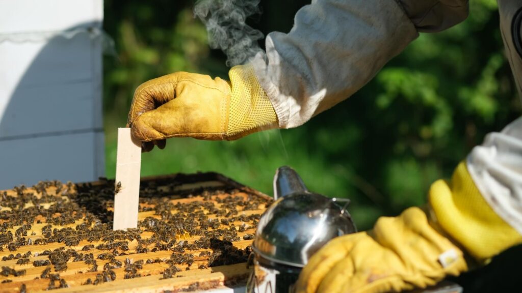 Бджоляр ставить смужки від кліща вароа у вулик із бджолами навесні