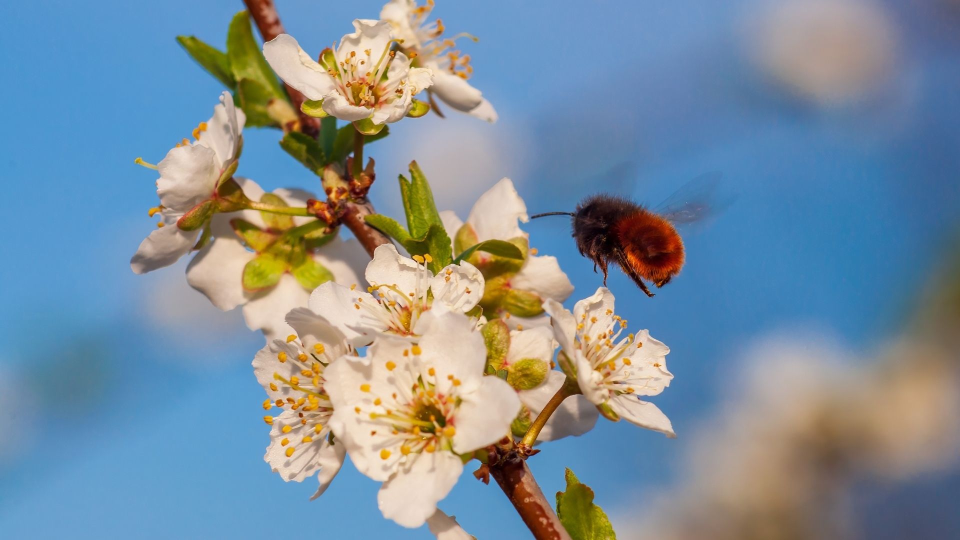 Осмії: як допомагають запилювати сад і чому корисні навесні