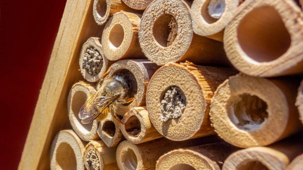 Трубочки для гніздування осмій у будиночку для комах