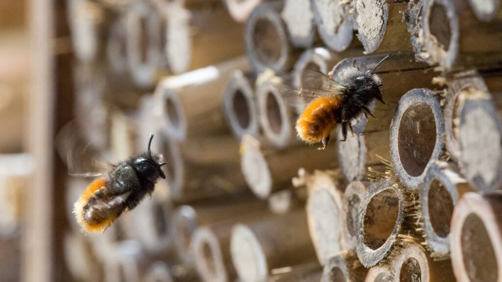 Осмії крупним планом біля гніздової трубочки