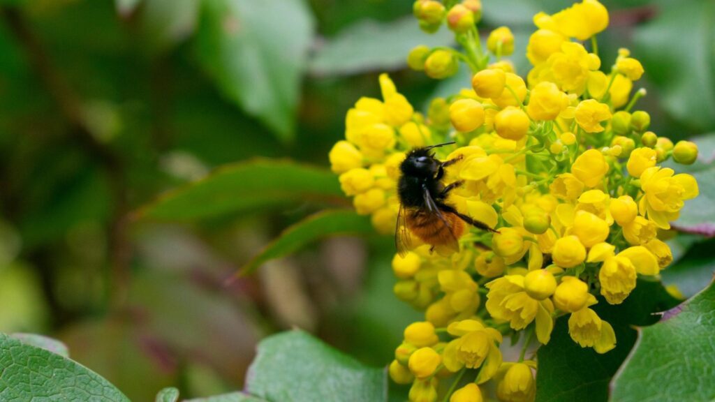 Осмія збирає нектар і пилок на жовтій квітці