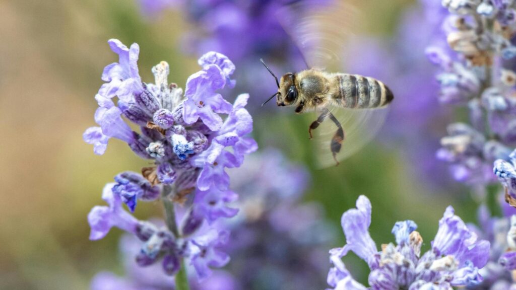 Робоча бджола збирає нектар на квітці лаванди