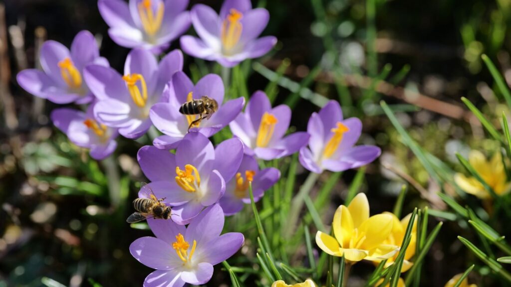 Робочі бджоли збирають нектар на весняних квітах