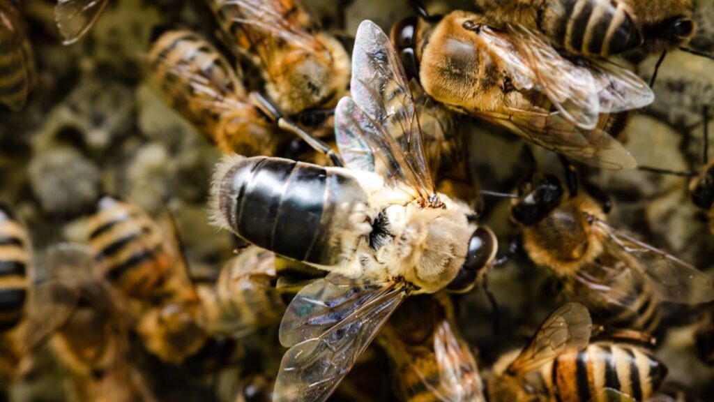 Трутень серед бджіл крупним планом
