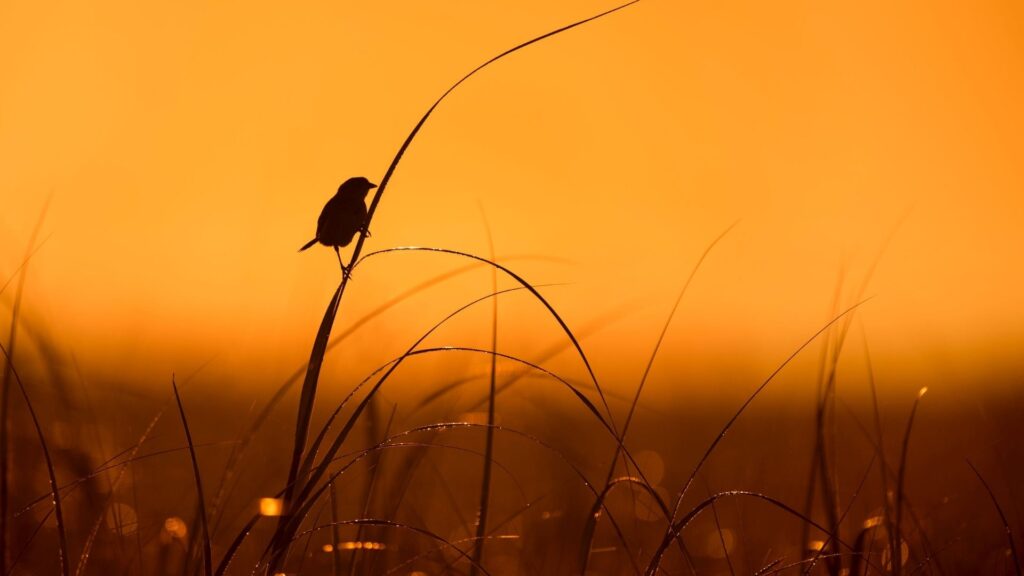 пташка зустрічає ранок світанок