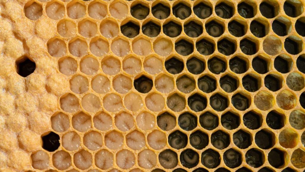 Відкритий розплід бджіл у стільниках крупним планом