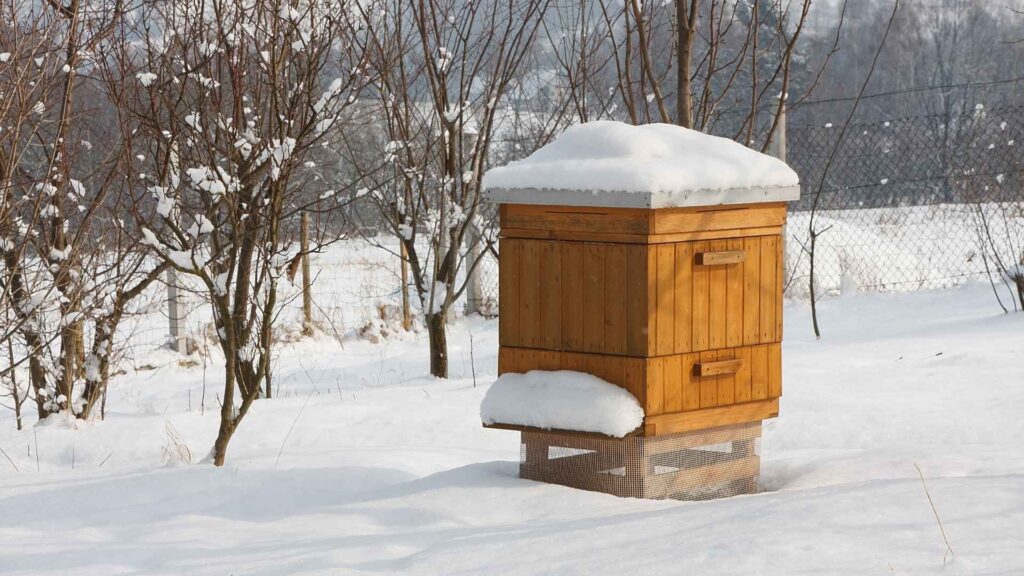 Вулик вкритий снігом, навкруги засніжені дерева, бджоли у вулику в очікування теплого дня для вильоту на очисний весняний обліт бджіл