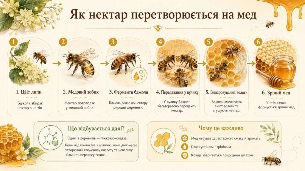 Як бджоли перетворюють нектар на мед за допомогою природних ферментів