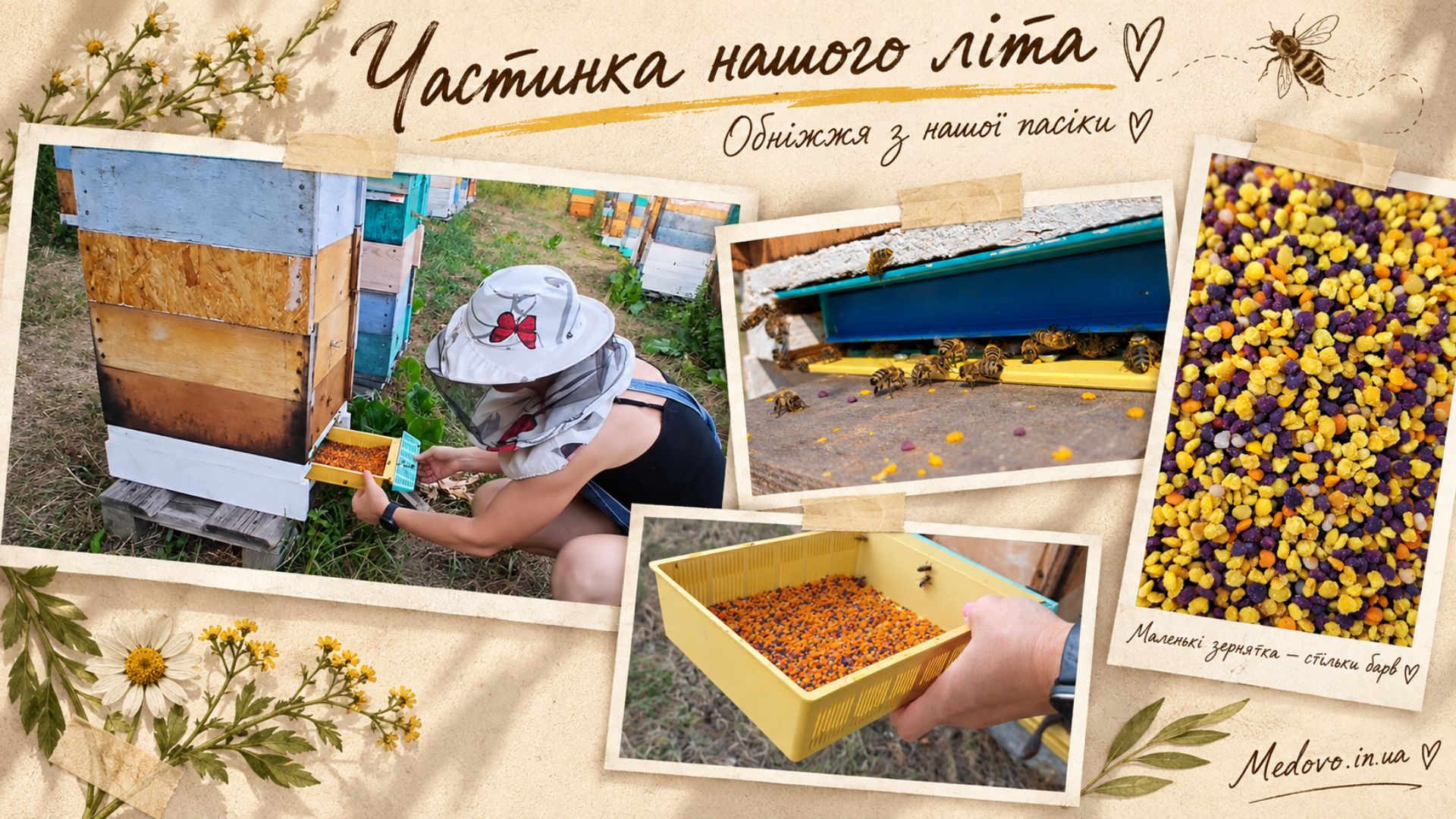 Обніжжя бджолине: як ми збираємо та сушимо його на пасіці